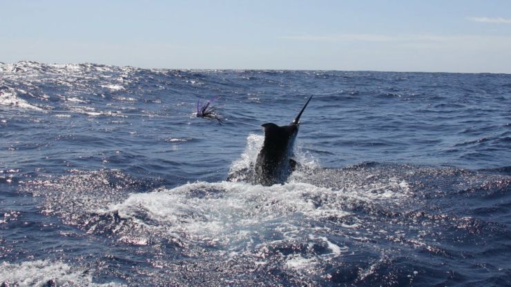 August 2025 – 500+ Club