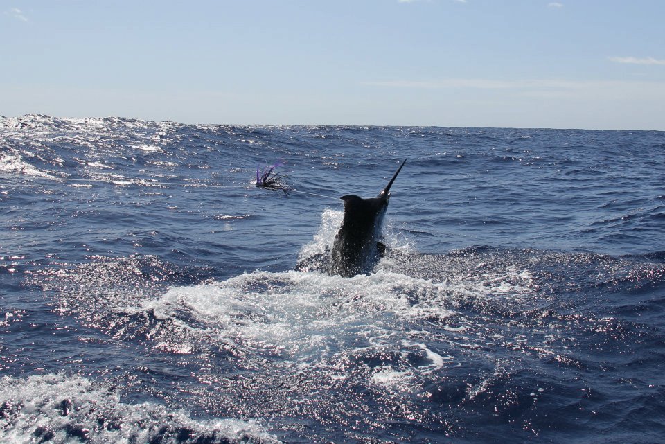 August 2025 – 500+ Club