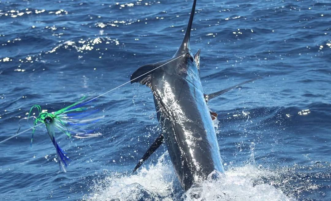 September 2025 – 500+ Club