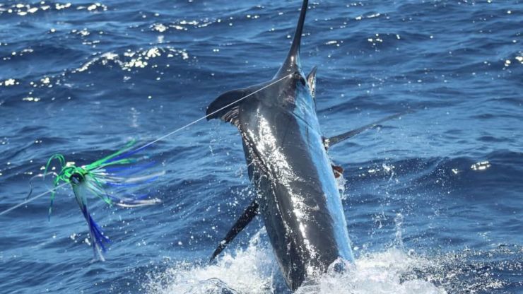 September 2025 – 500+ Club