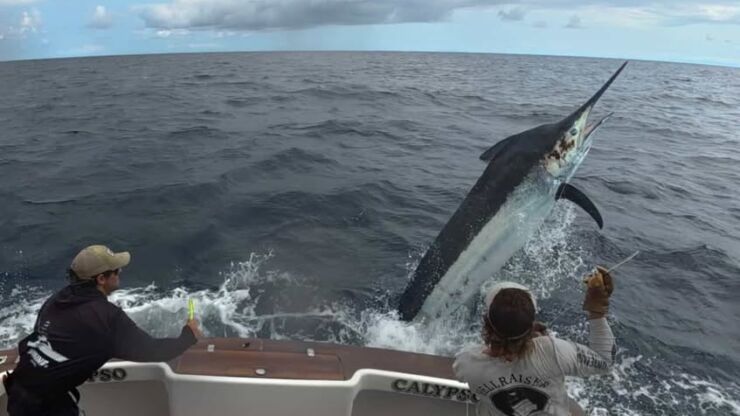 November 2025 – 500+ Club