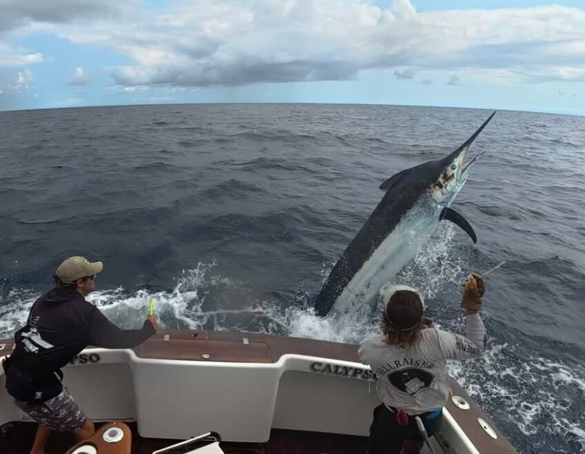 November 2025 – 500+ Club