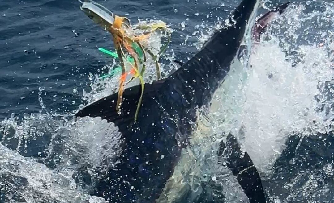 December 2025 – 500+ Club