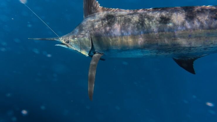 January 2026 – 500+ Club