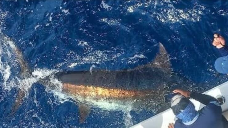 February 2026 – 500+ Club