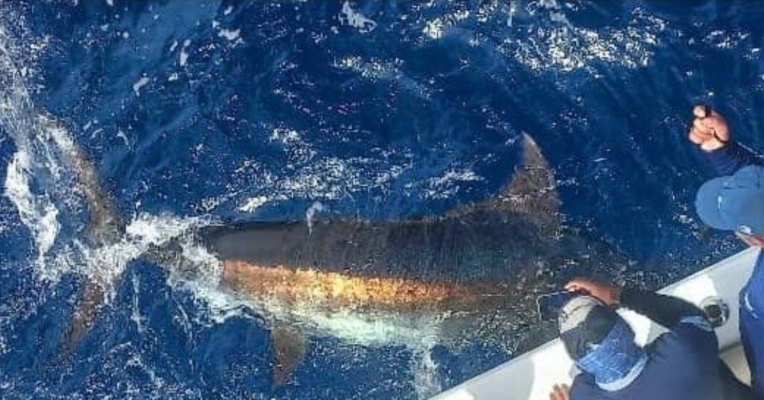 February 2026 – 500+ Club